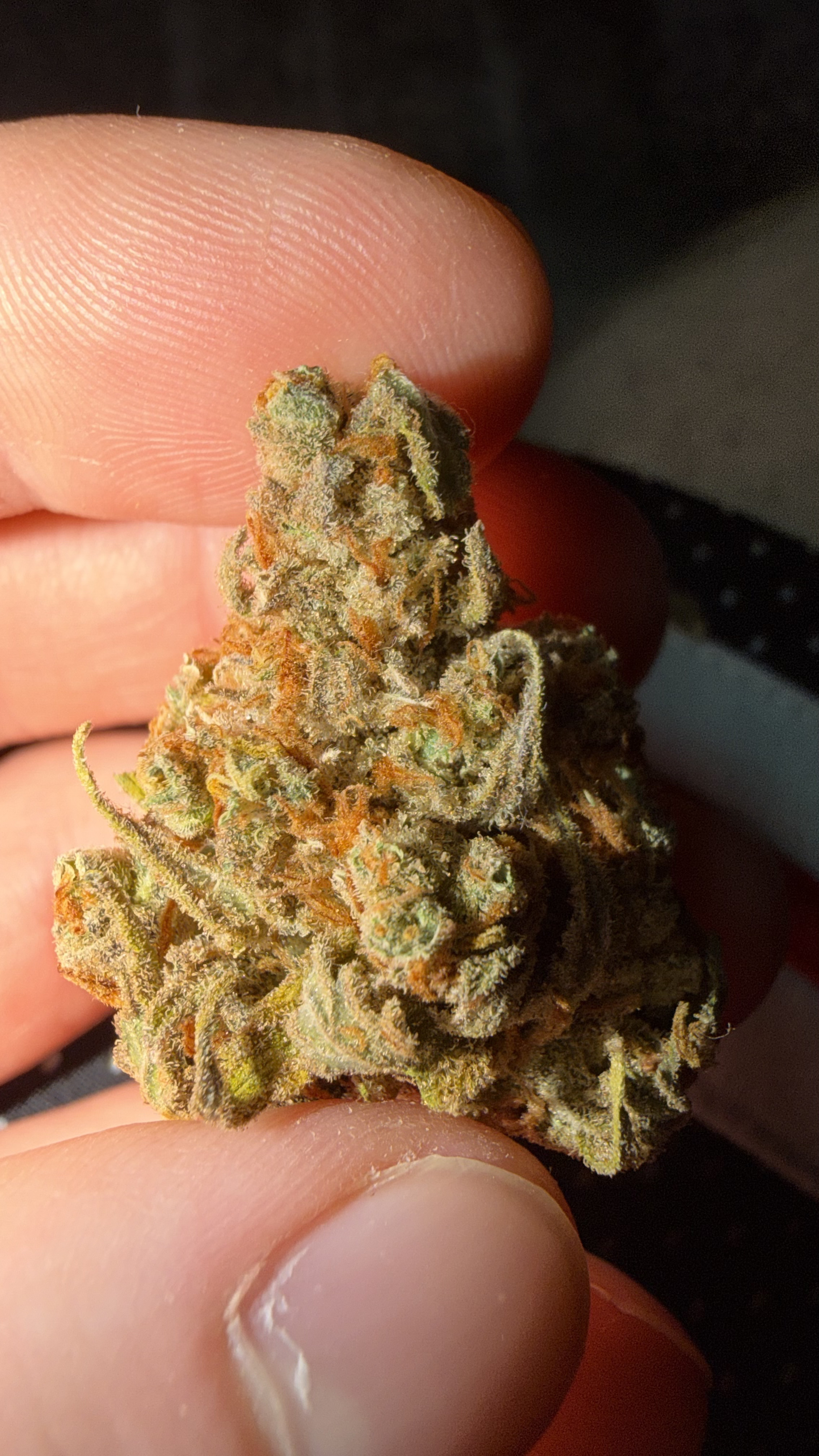 Forbidden Fruit Erfahrungsbericht Bild 1