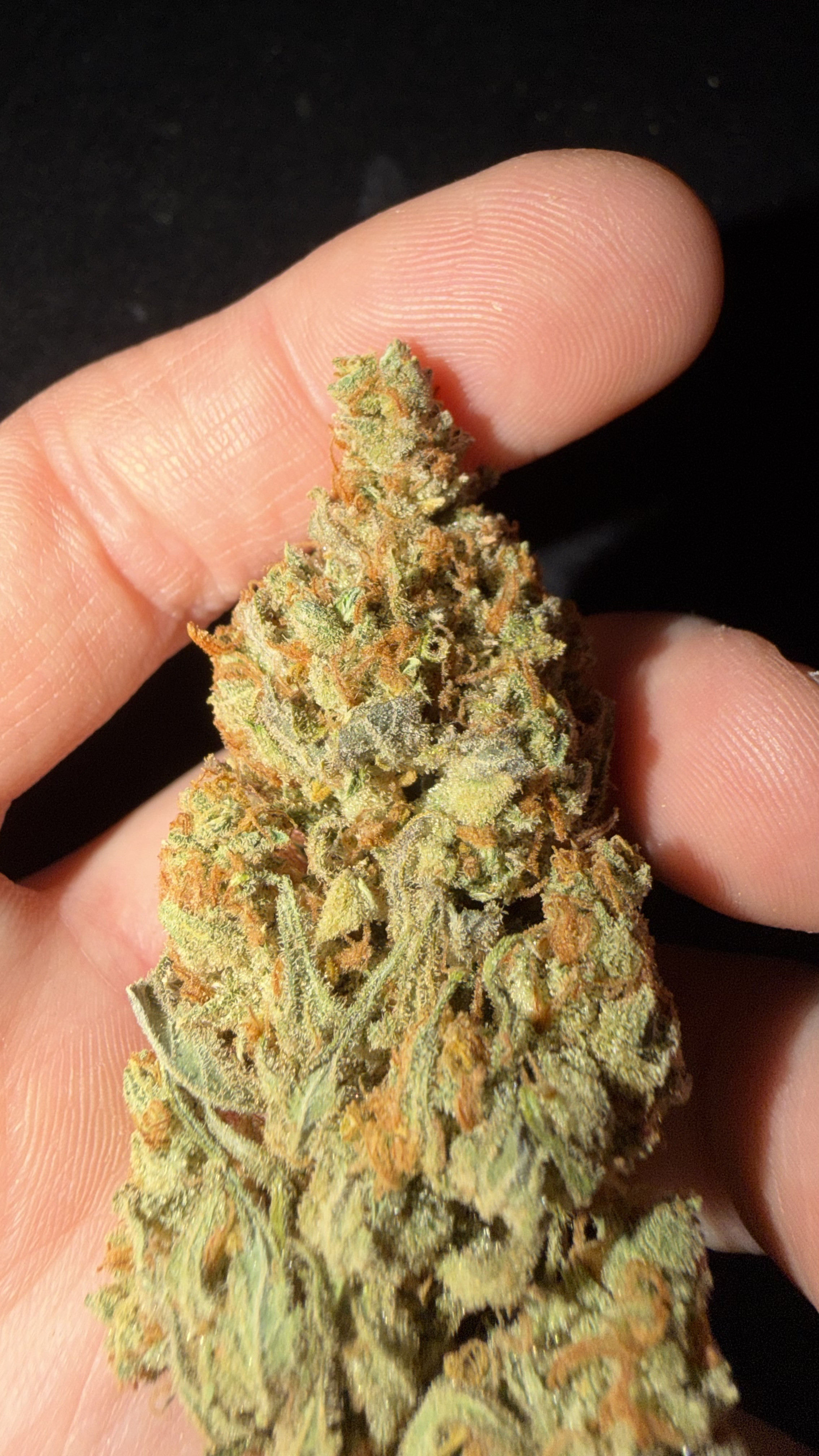 Forbidden Fruit Erfahrungsbericht Bild 2