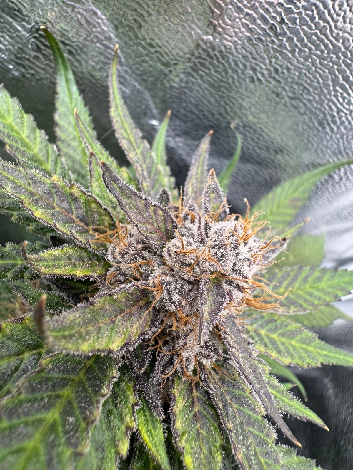 Blockberry Erfahrungsbericht Vorschaubild