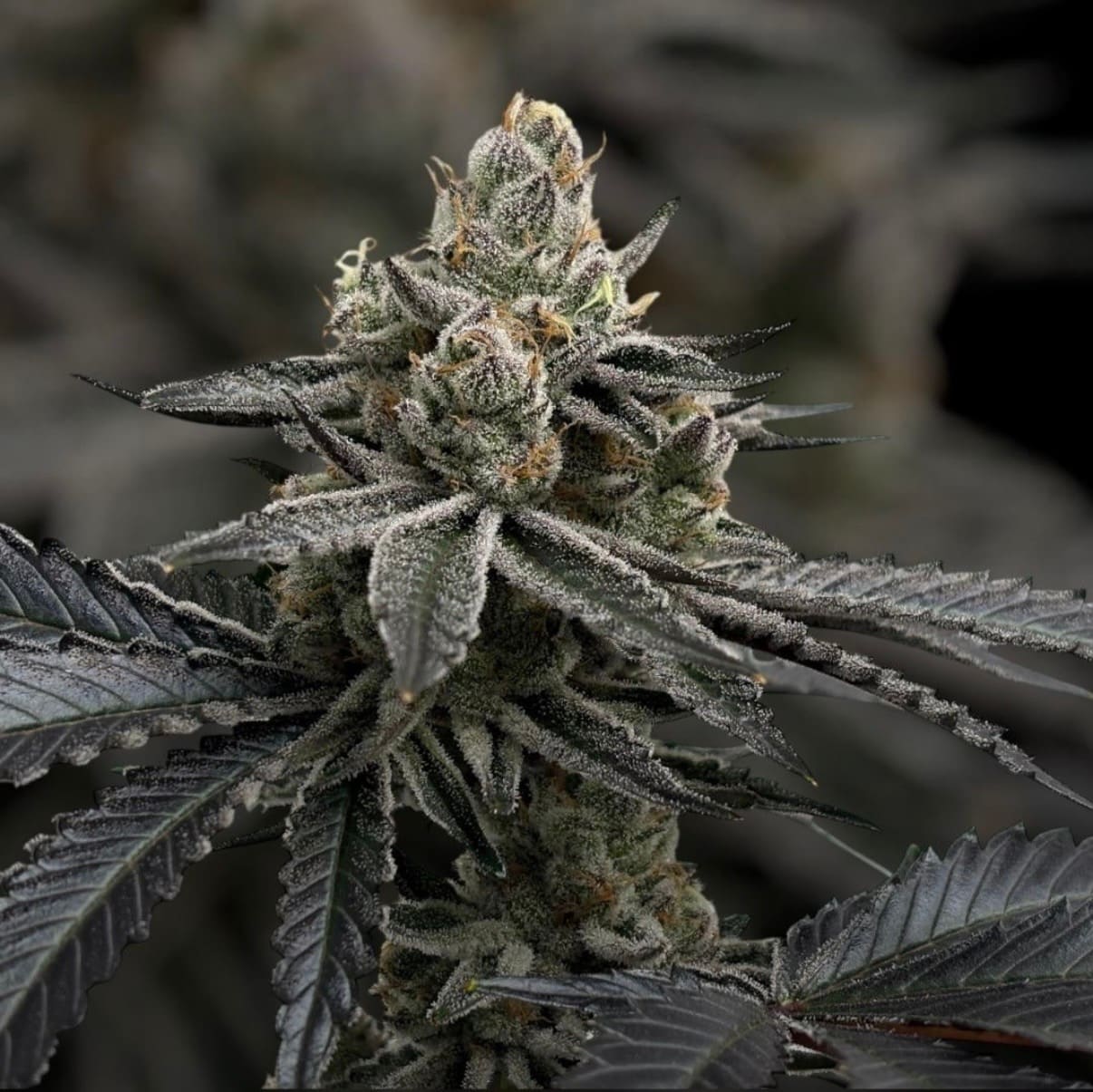 Super Boof Cherry #26 Erfahrungsbericht Vorschaubild