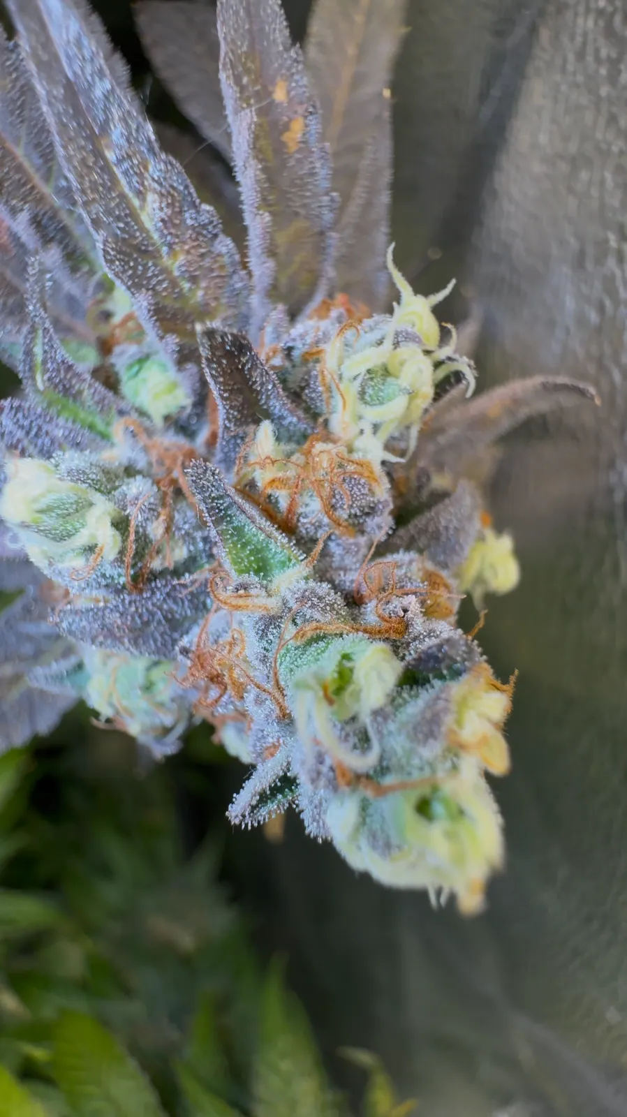 Permanent Marker Vorschau